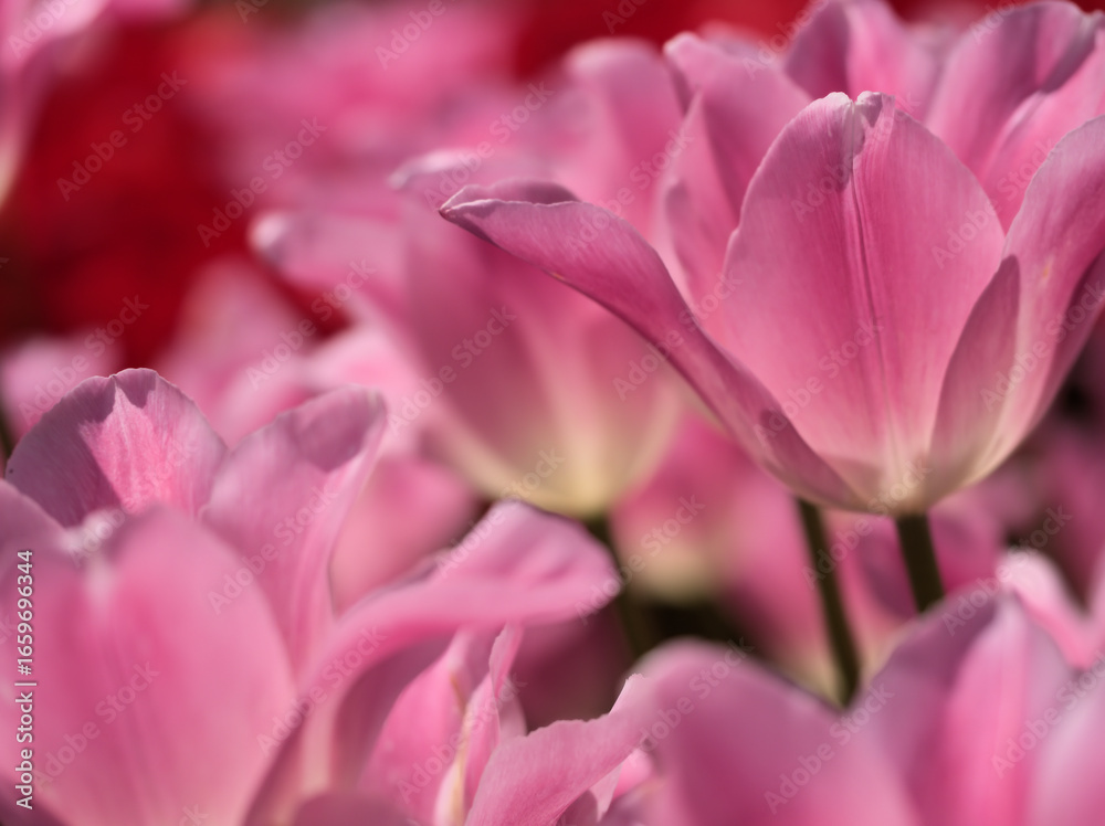 Fototapeta premium 5月に美しく咲いた色彩豊かなチューリップの花