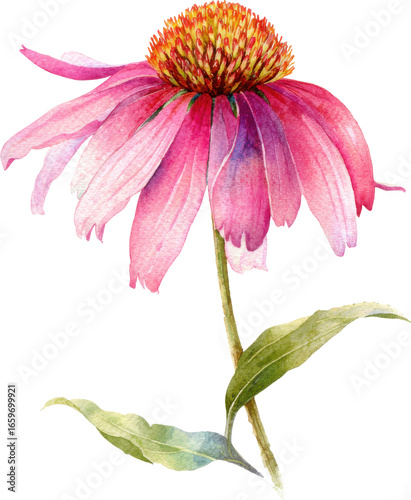 Beautiful pink coneflower with detailed petals and green stem botanical close-up Watercolor PNG