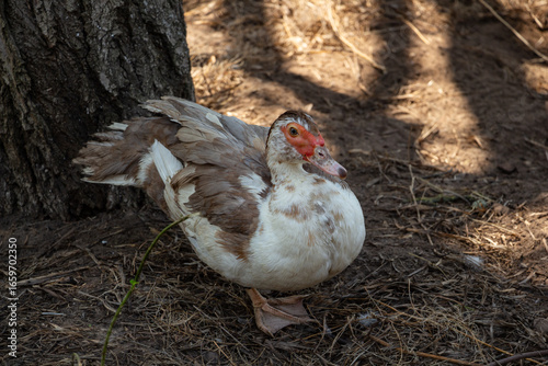 An adult brown domestic duck is looking at the camera, poultry farming