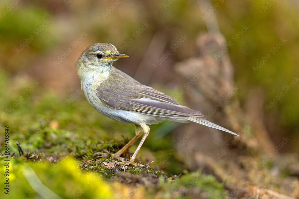 Fototapeta premium Piecuszek (Phylloscopus trochilus)