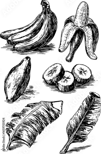 Hand-drawn banana illustrations: whole, sliced, and leaves in black and white