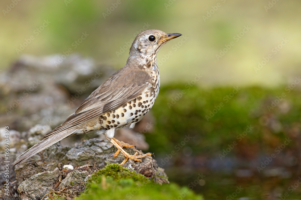 Obraz premium paszkot (Turdus viscivorus)