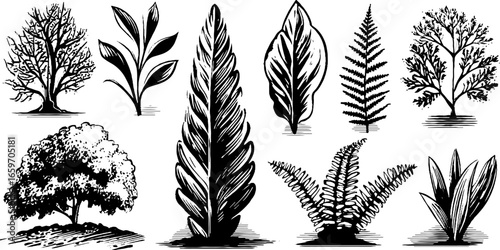 Black and white botanical illustrations of diverse plant species and leaf designs