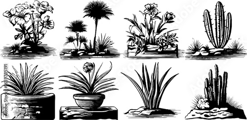 Vintage botanical illustrations: diverse plant species and cacti in black and white