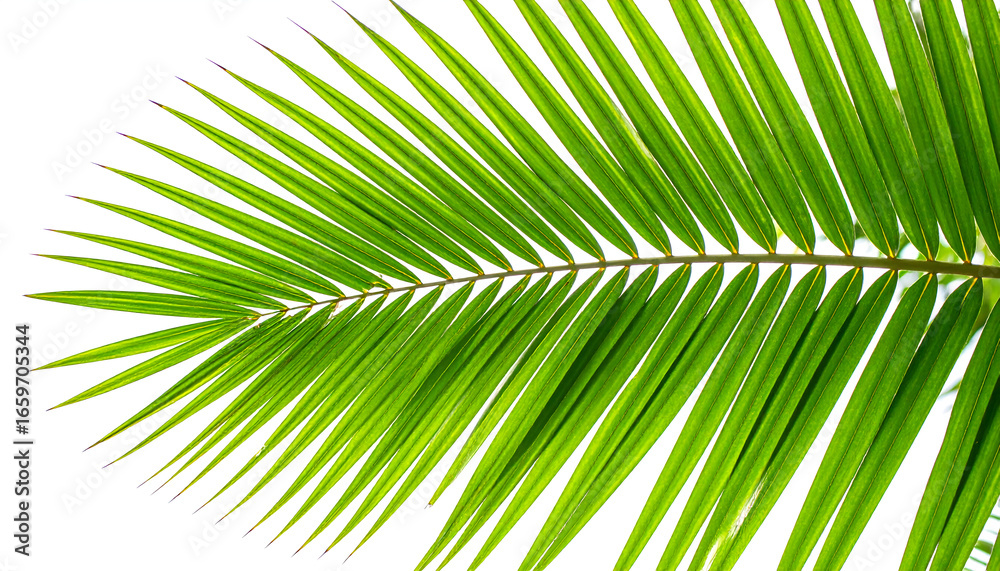 Obraz premium Tropical Palm Leaf on White Background