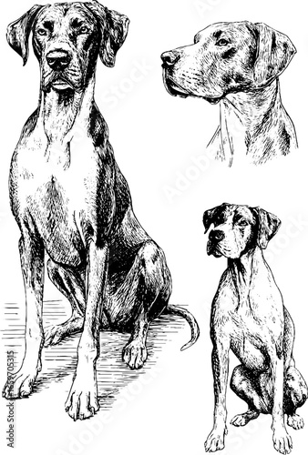 Great dane sketches: detailed canine illustrations of majestic dogs