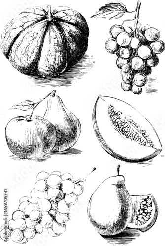 Vintage fruit sketches: grapes, apples, pears, melon, and pumpkin illustrations