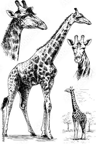 Detailed giraffe sketches showcasing different poses and perspectives