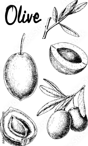 Hand-drawn olive illustrations with leaves and sliced views