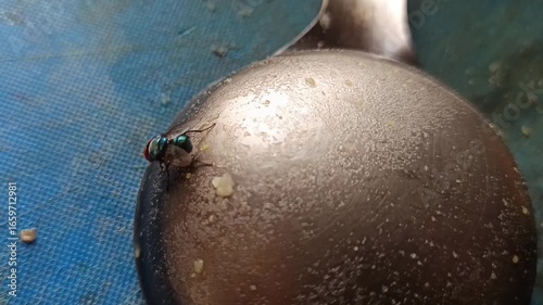 The insect in the image is likely a blowfly from the genus Chrysomya, commonly known as a green bottle fly or oriental latrine fly. 