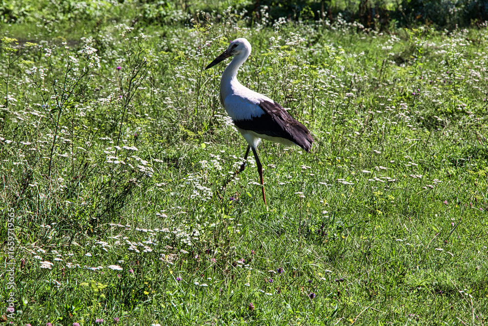 Fototapeta premium Heron on a green meadow on a sunny summer day
