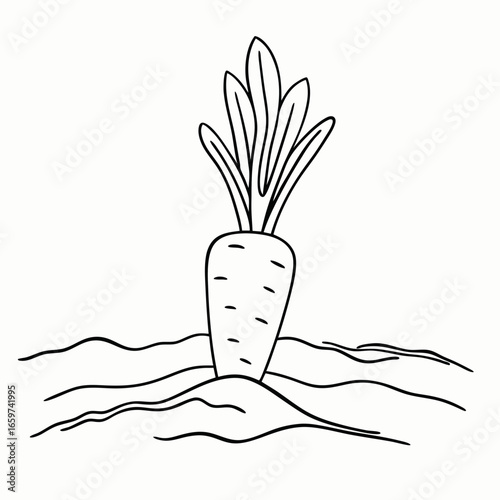 Fresh organic carrot growing in soil  for farm and agriculture promotion during harvest season