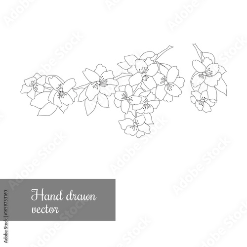 flower bunch, spring flower, floral logo, hand drawn flower, botanical flower. line art spring flowers