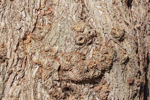 Braune Baumrinde mit Maserknollen, Borke,  Holztextur, Hintergrund, Deutschland, Europa