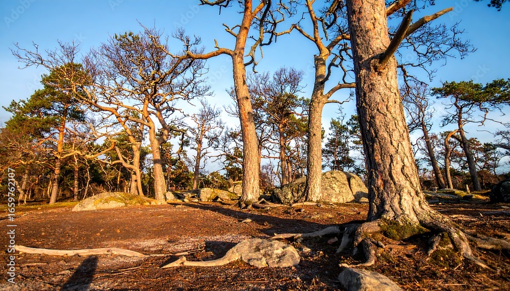 Obraz premium Pine forest at dawn