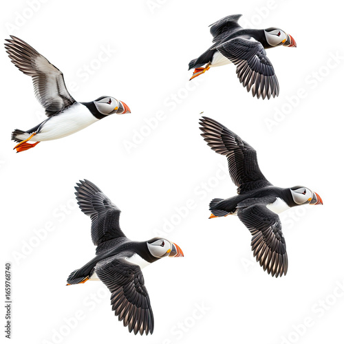 Atlantic Puffins Flying Freely Against Clear Sky, Coastal Iceland Habitat.