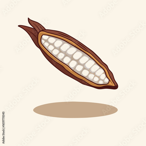 Brown cocoa pod with white beans vector illustration