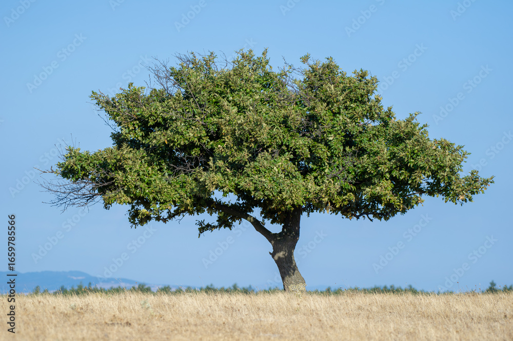 Obraz premium A solitary tree stands resilient in a dry, grassy field beneath a clear blue sky.