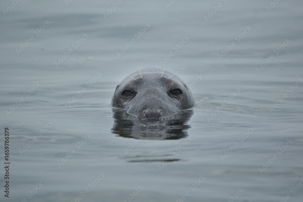 Obraz premium grey seal staring intensely from water