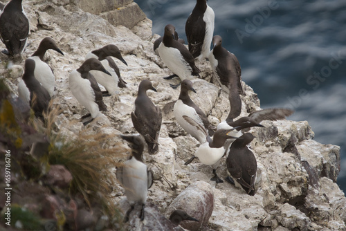guillemots fighting dramatically on the sandy cliffs of fowlsheugh
