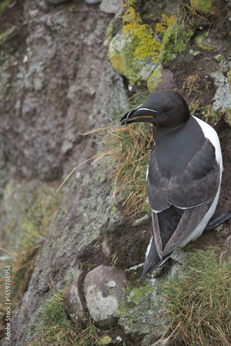 razorbill nesting on a sandy near vertical cliffside