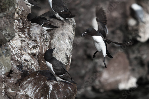 razorbill landing on the vertical cliffs of the scottish shore in a funny pose