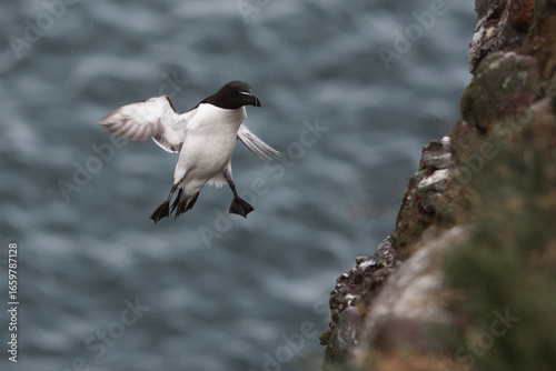 razorbill landing on the vertical cliffs of the scottish shore in a funny pose