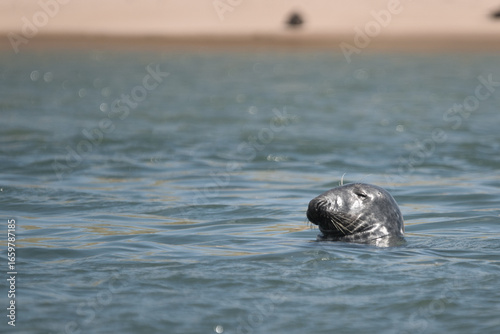 huge sleepy grey seal poking head from under water