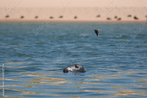 sand martin flying over a swimming grey seal