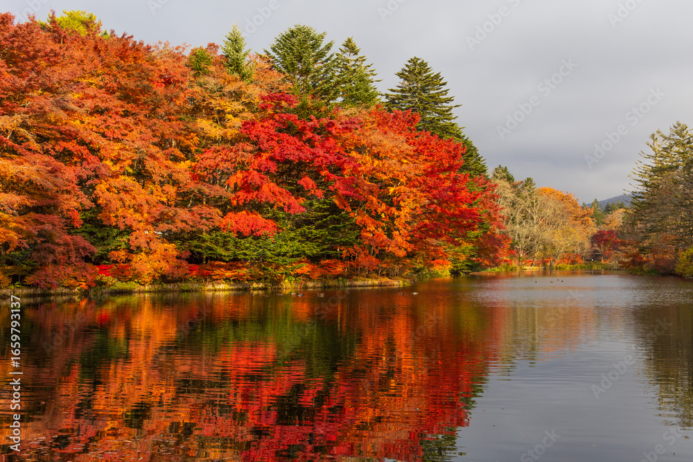 Fototapeta premium 日本の風景・秋 長野県軽井沢町 紅葉の雲場池