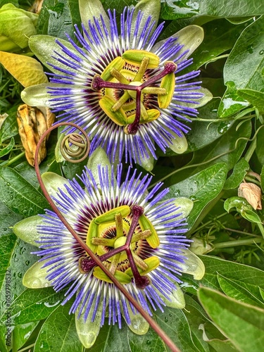 Bild auf Leinwand Fleurs de passiflore