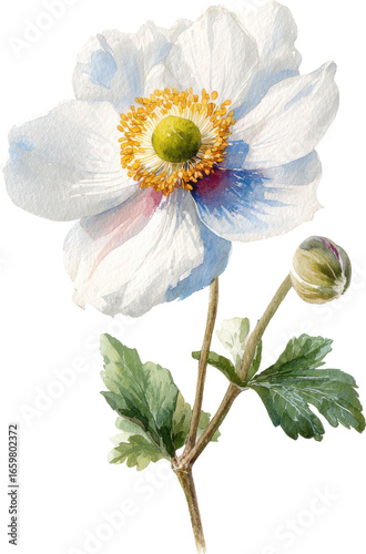 watercolor illustration Japanese Anemone isolated white background