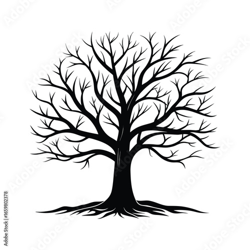 Silhouette of a bare deciduous tree with intricate branches and exposed roots