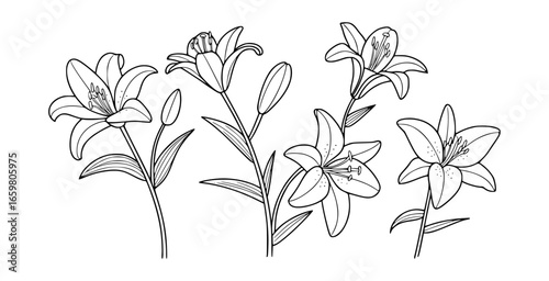 Black and white line drawing of lily flowers and buds floral botanical