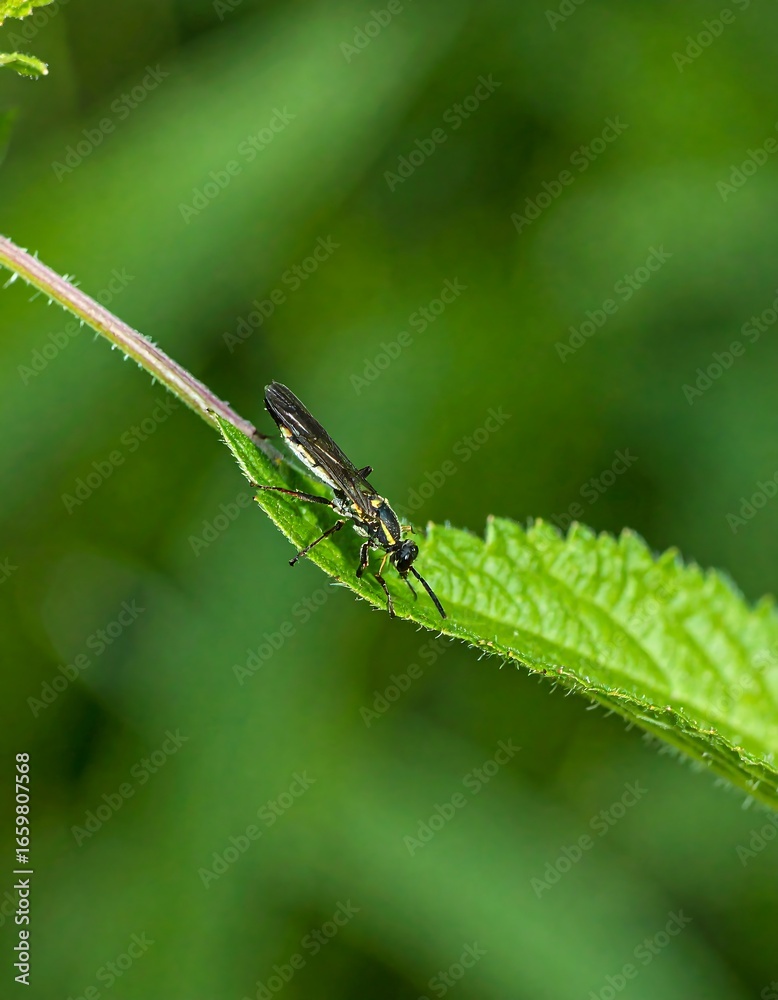 Fototapeta premium Close-up of insect on leaf