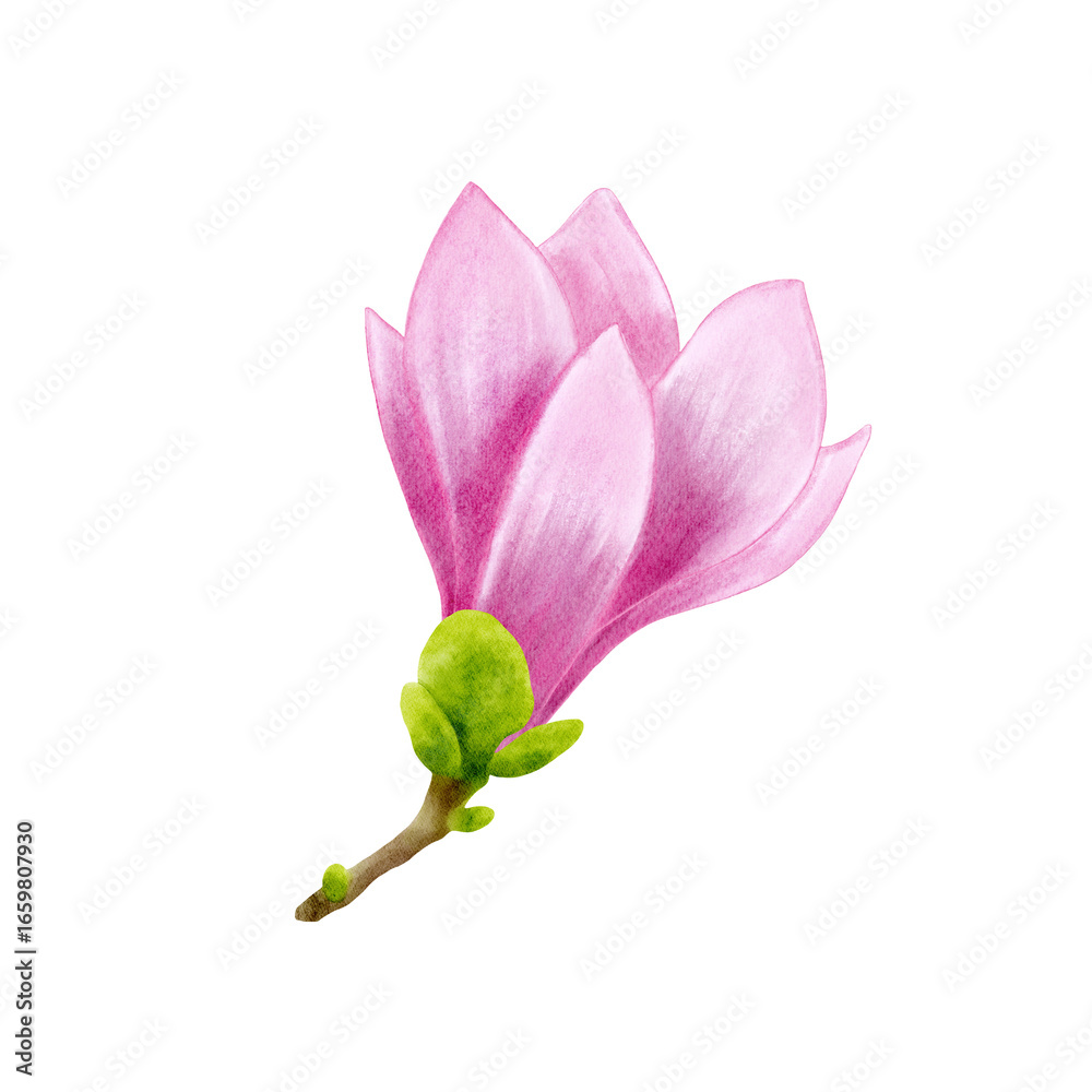 Fototapeta premium Pink magnolia flower on a brown branch with tiny green leaves. Delicate watercolor illustration in botanical style. Hand drawn realistic flower for floral design and print.