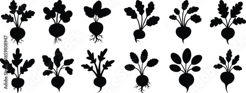 Beet vegetable silhouette set, twelve root crop icons with varied leaf and root shapes, black vector illustration for farm, agriculture, organic, healthy food themes