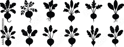 radish plant silhouettes, botanical foliage variations, root vegetable leaf patterns, agricultural crop illustration, farming garden produce, edible plant identification