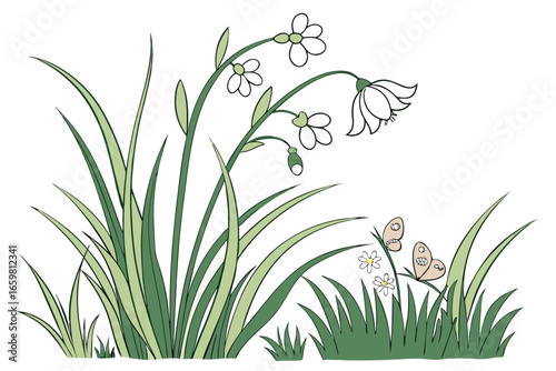 snowdrops in grass
