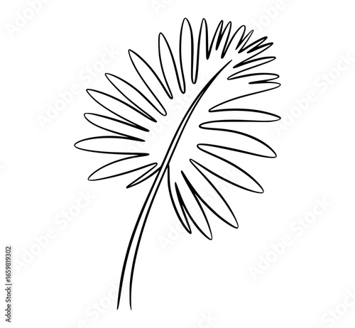 Elegant black and white palm frond line art tropical leaf