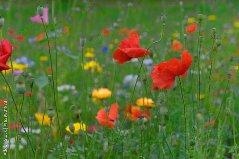 Obraz premium Blühende Wildblumen auf der Wiese