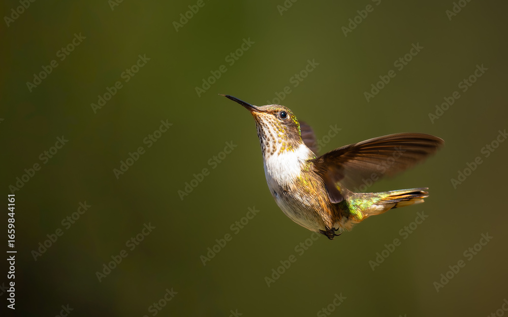 Fototapeta premium weibliche volcano hummingbird, Vulkanelfe (Selasphorus flammula)