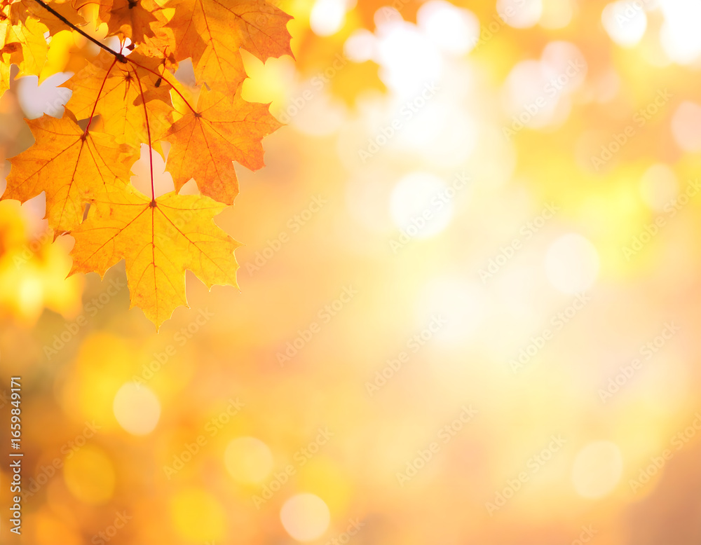 Vibrant golden maple leaves on a tree branch illuminated by warm autumn sunlight creating a blurred background Vibrant golden maple leaves on a tree branch illuminated by warm autumn sunlight creating a blurred background