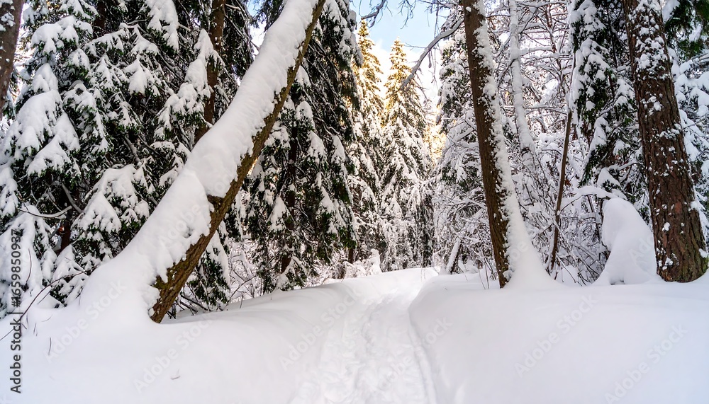 Fototapeta premium Snowy forest path
