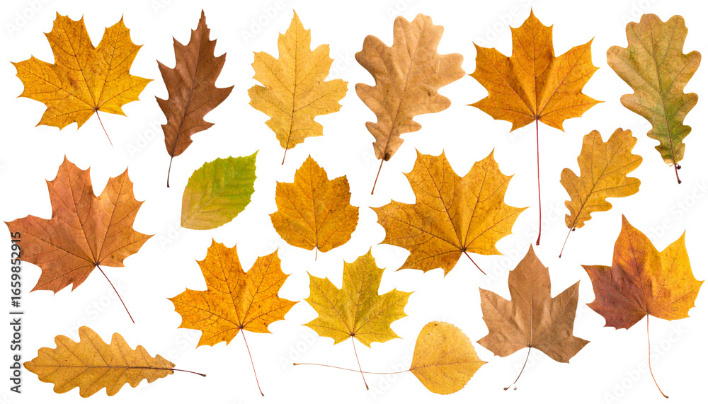 Fototapeta premium Assorted Brown Foliage Leaves PNG