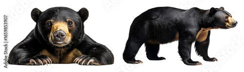 Sun bear close up facing viewer and walking profile view animal wildlife transparent background