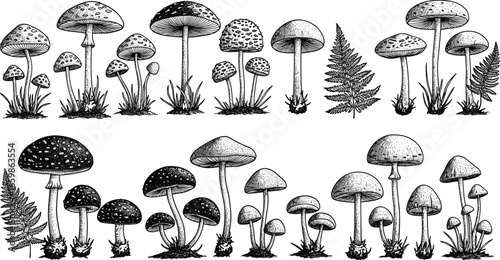 Detailed vintage-style black and white mushroom illustrations with various fungi and fern leaves, hand-drawn botanical drawings, natural forest plants and wild mushrooms collection
