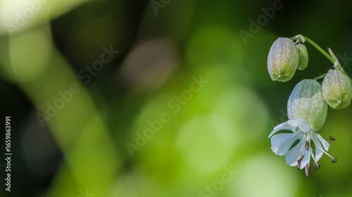 Edible Bladder Campion wild plant showing flower and calyx