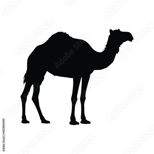 Majestic silhouette of a camel standing proudly against a clean white backdrop vector