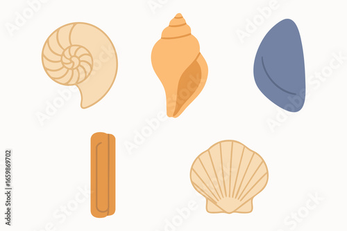 Mixed seashell assortment with whelk clam and scallop in warm tones